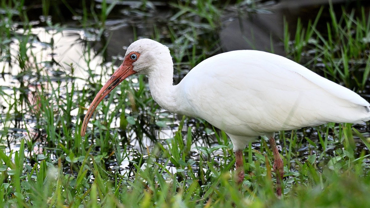 ibis bílý - ML646848407