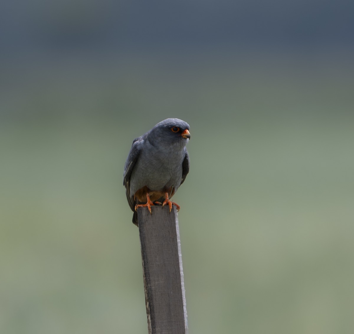 Aladoğan - ML646848409