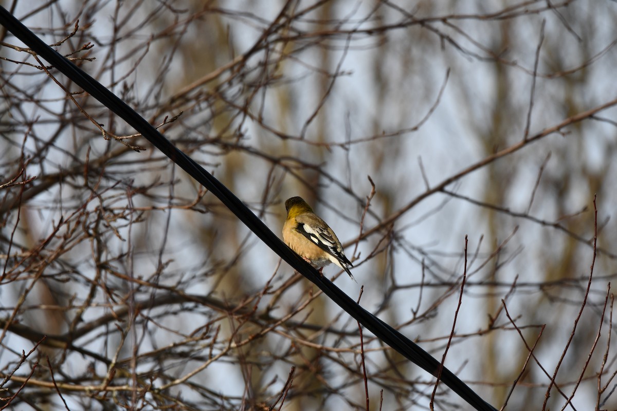 Evening Grosbeak - ML646848411