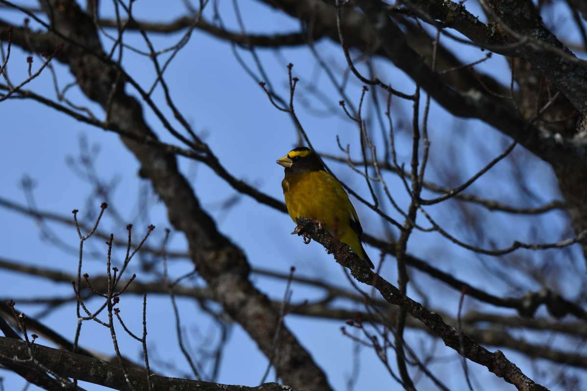 Evening Grosbeak - ML646848412