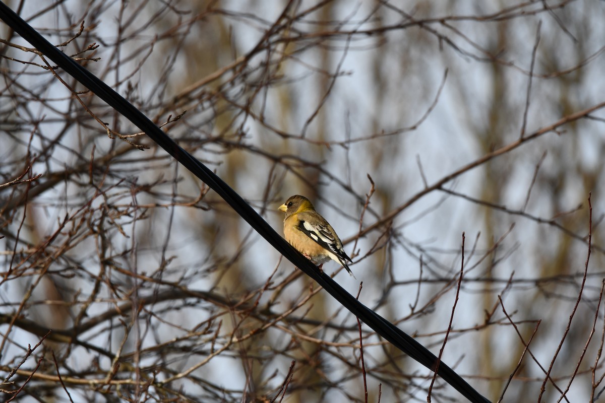 Evening Grosbeak - ML646848413