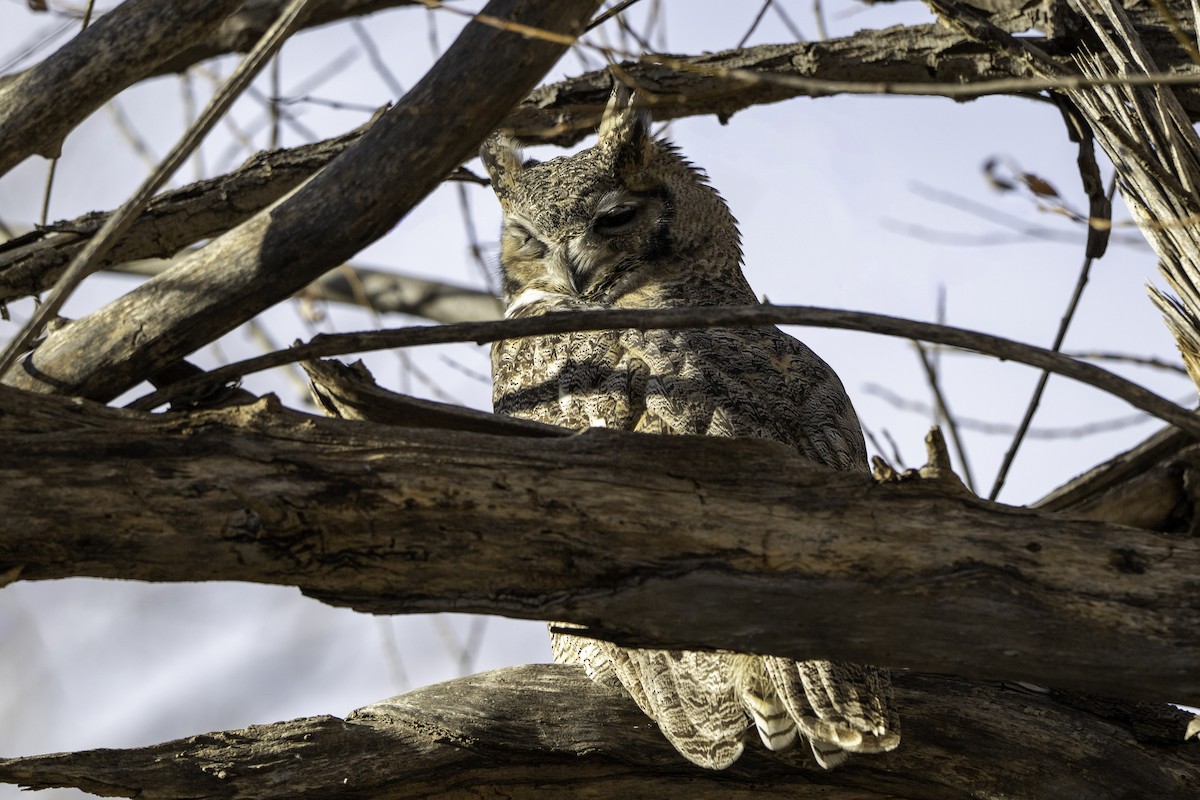 Great Horned Owl - ML646848418