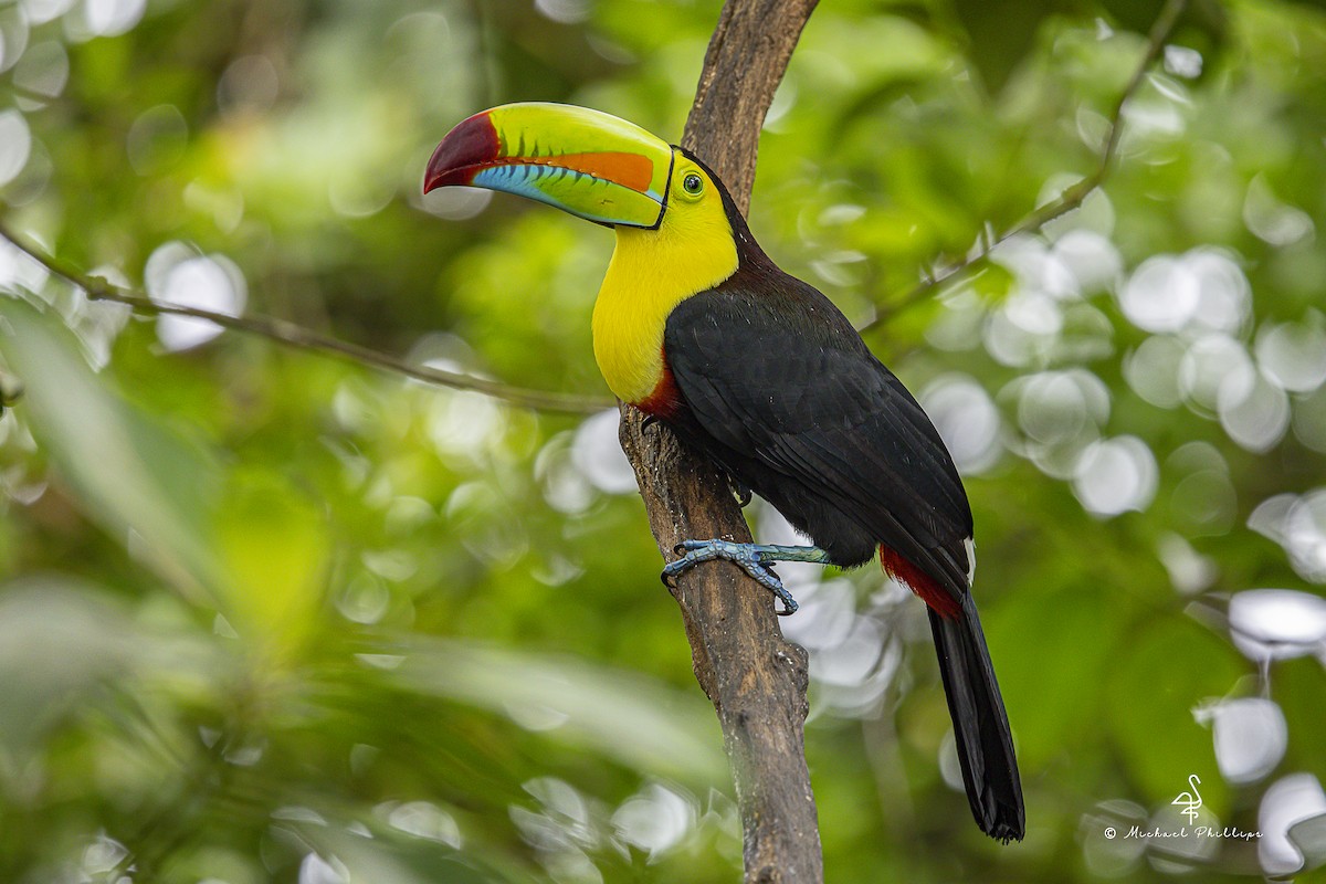 Тукан жовтогорлий - ML646848419