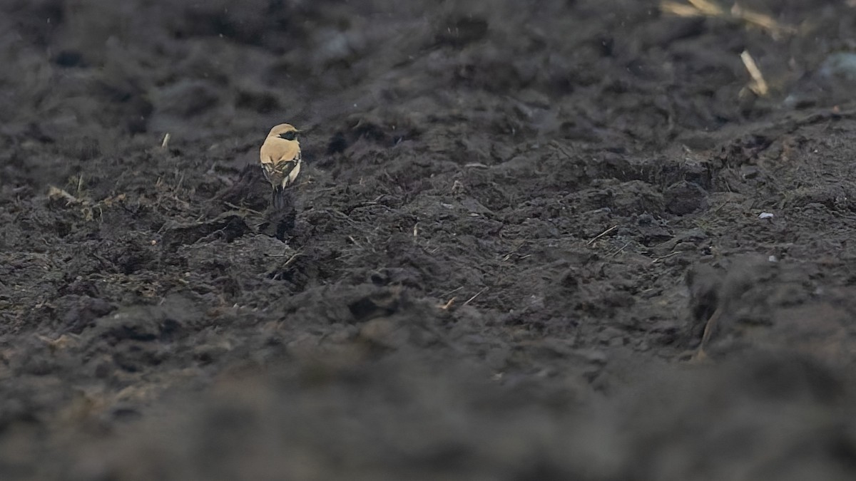 סלעית מדבר - ML646848420