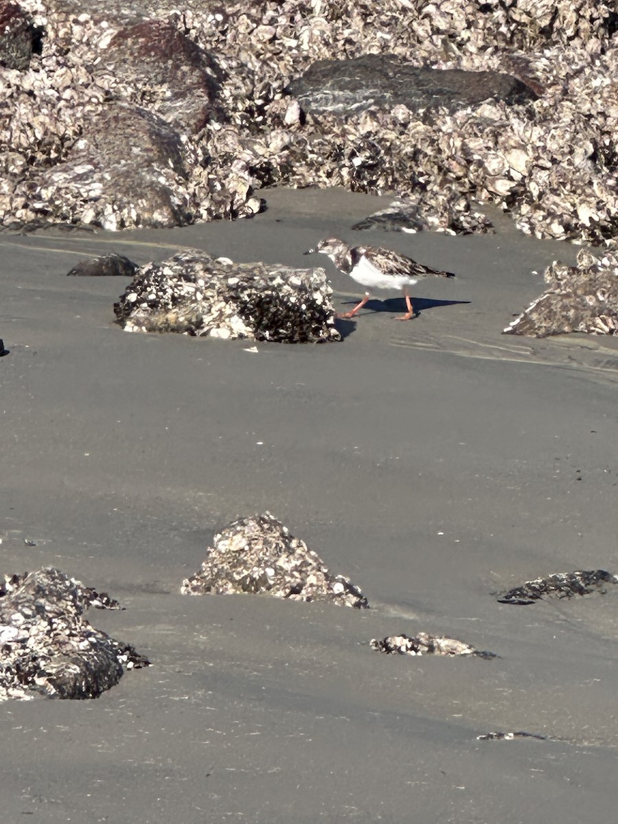 Ruddy Turnstone - ML646848421