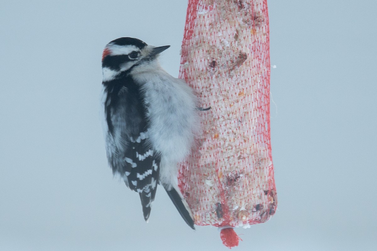 Downy Woodpecker - ML646848422