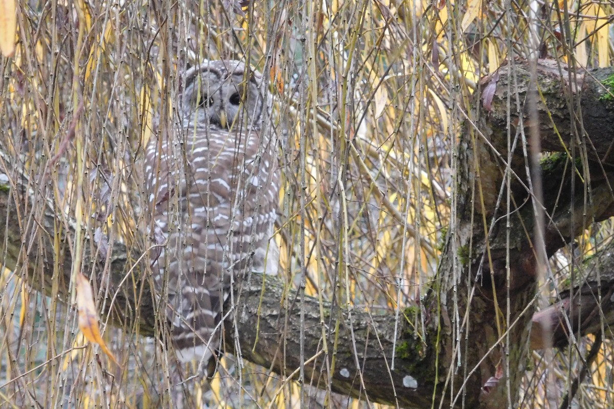 Barred Owl - ML646848432