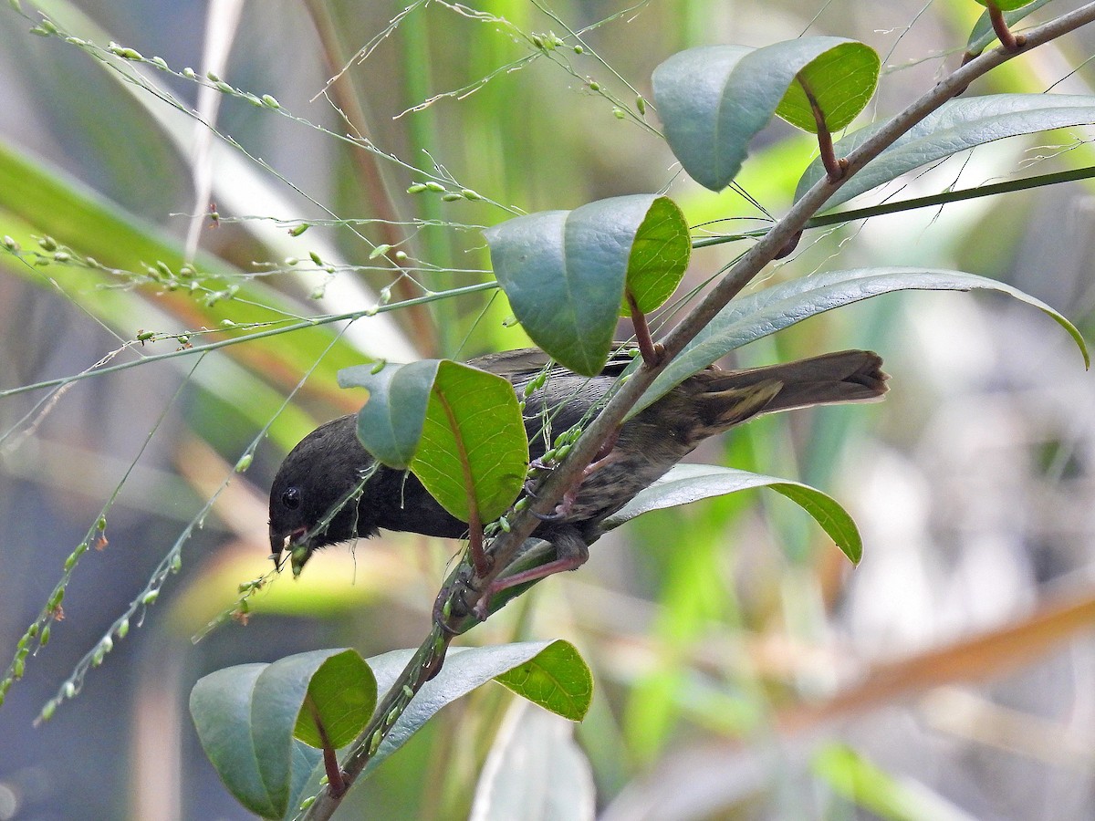 Black-faced Grassquit - ML646848433