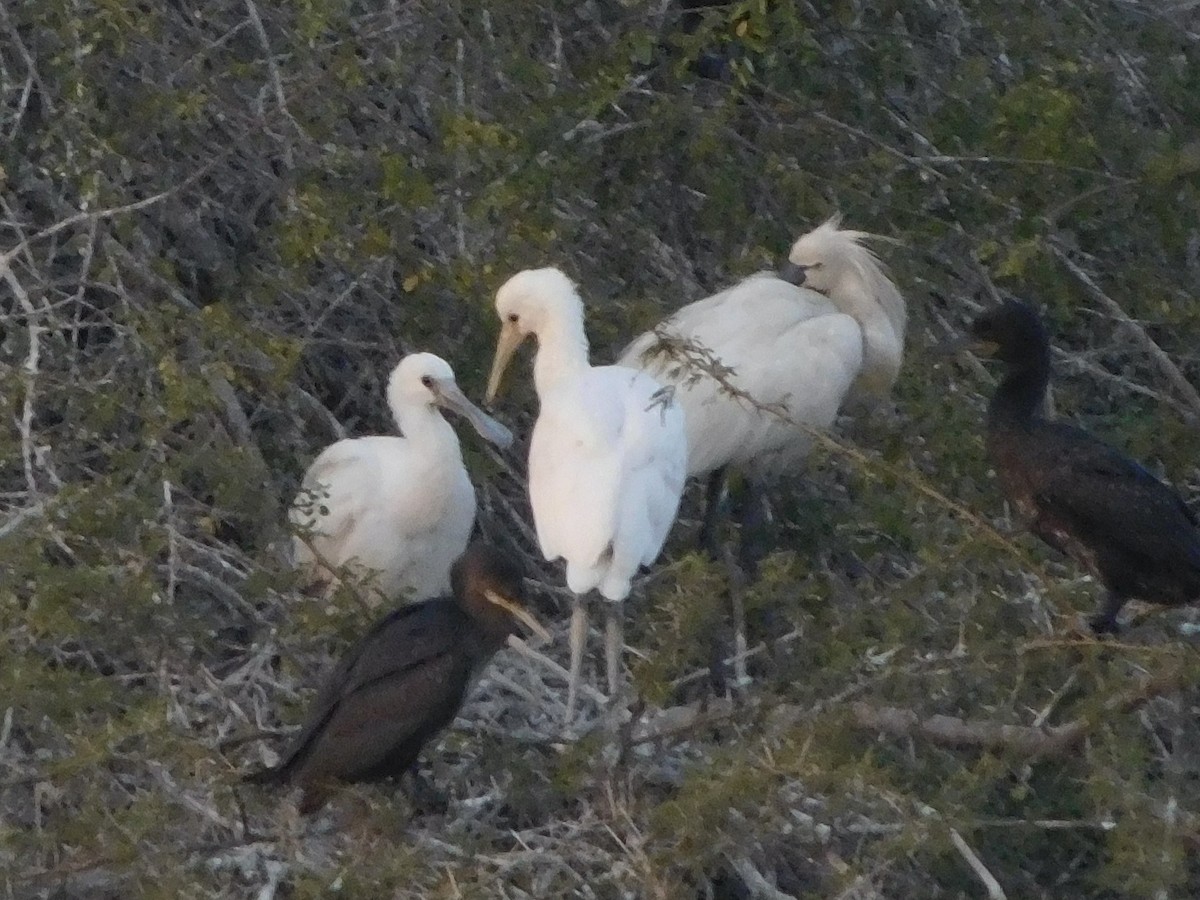 Eurasian Spoonbill - ML646848434