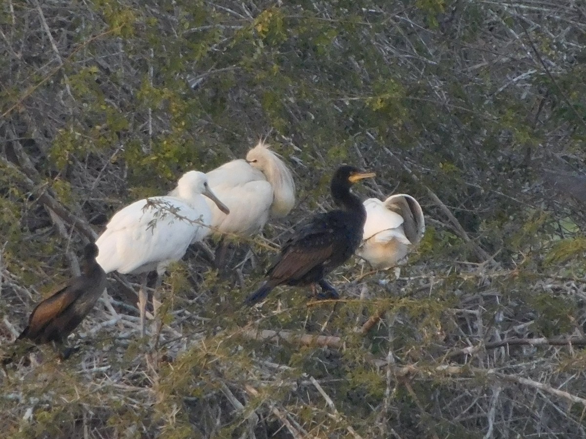 Eurasian Spoonbill - ML646848435