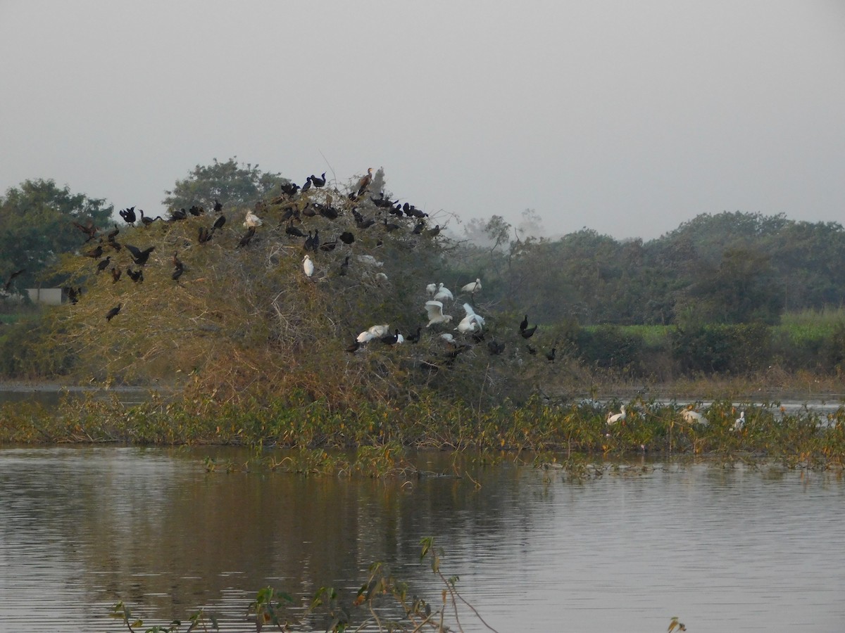 Eurasian Spoonbill - ML646848436