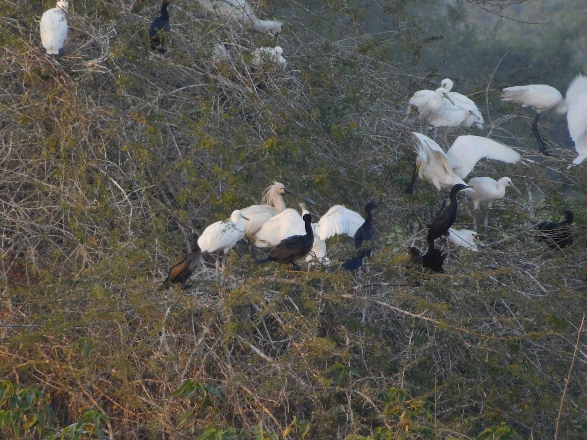 Eurasian Spoonbill - ML646848437