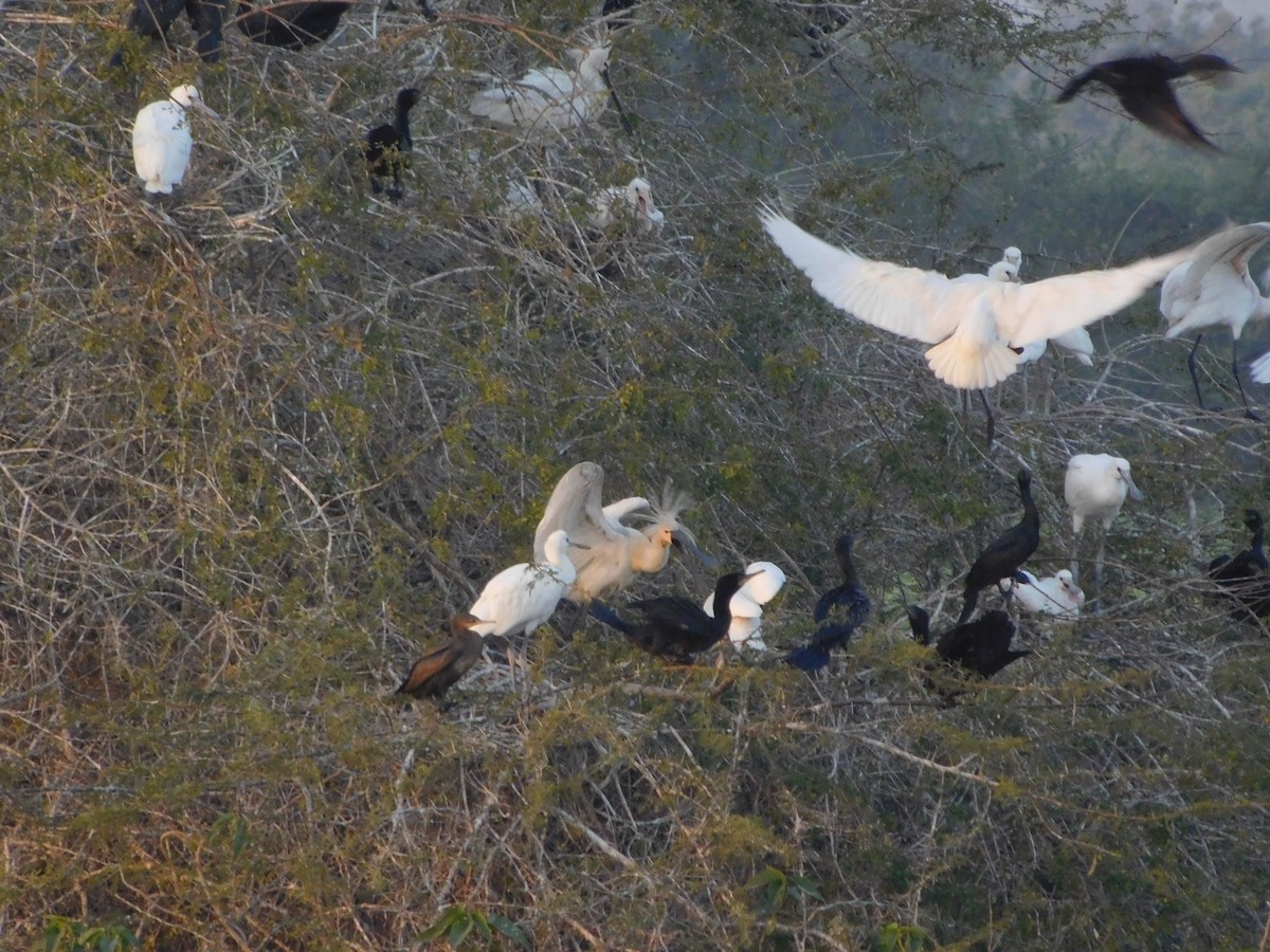 Eurasian Spoonbill - ML646848438