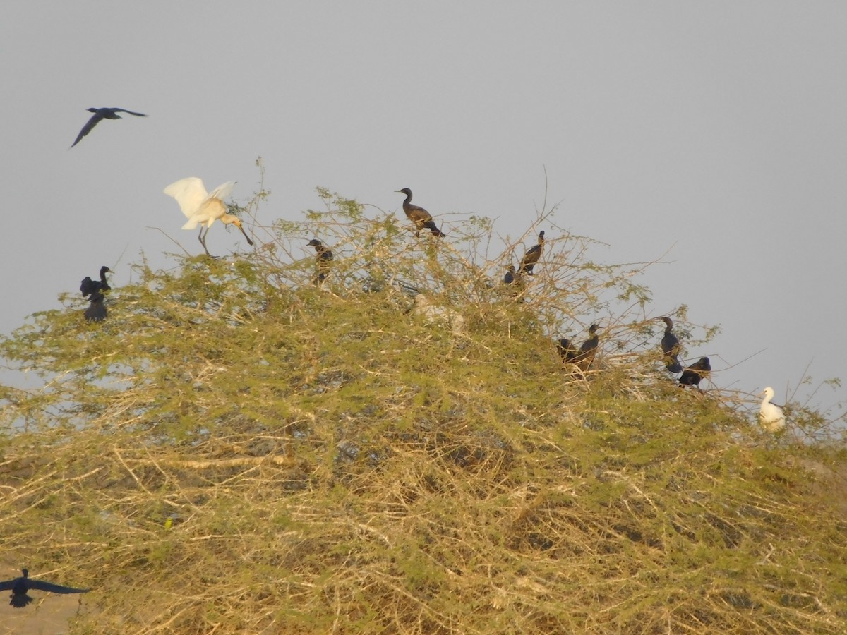 Eurasian Spoonbill - ML646848439