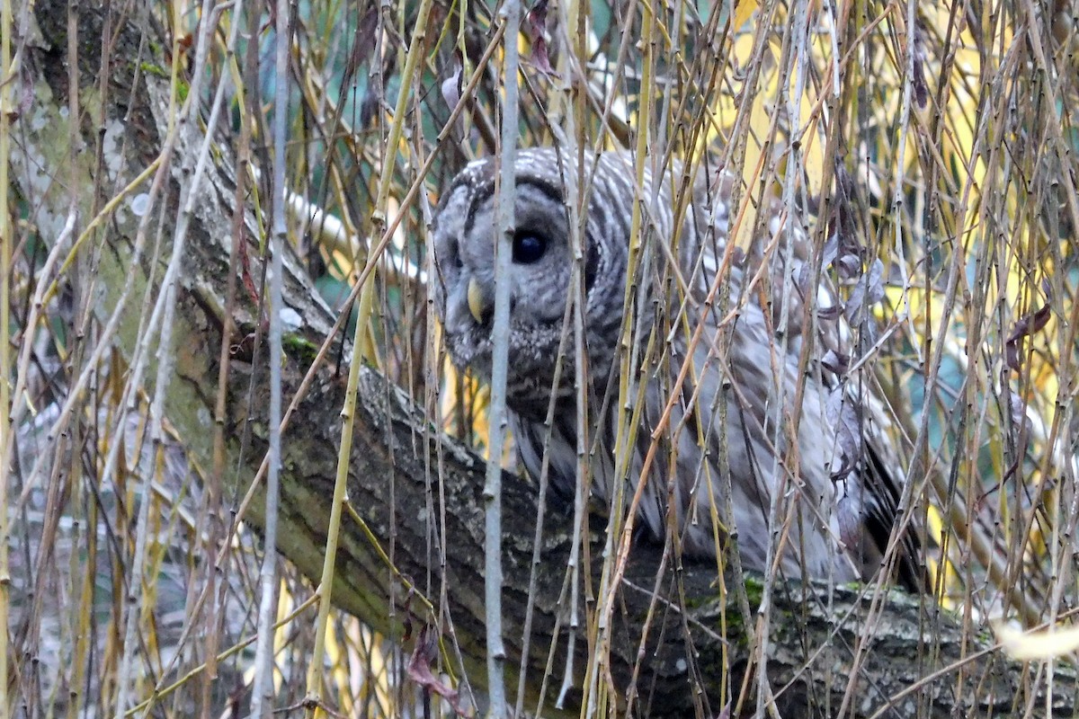 Barred Owl - ML646848440
