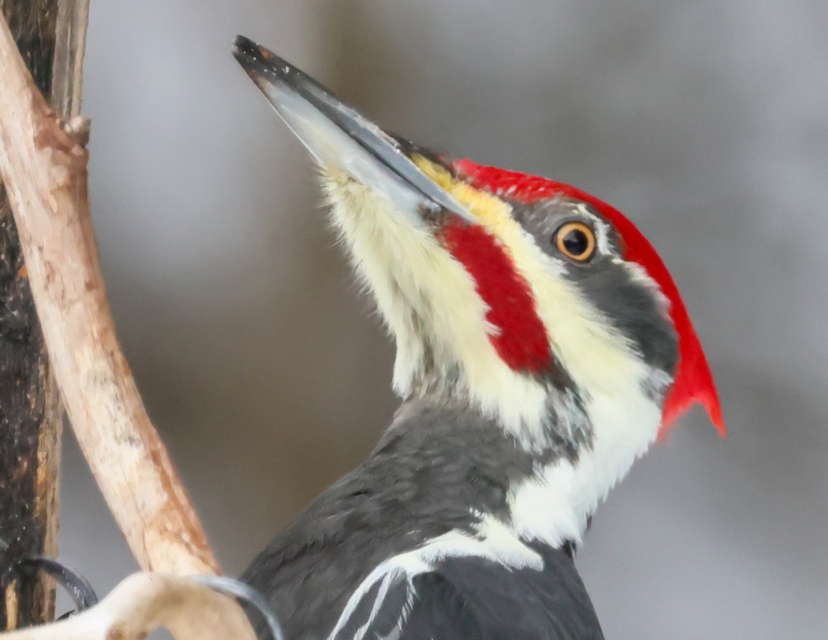 Pileated Woodpecker - ML646848441