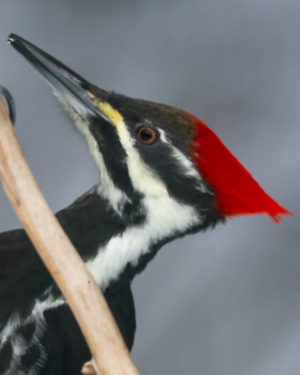 Pileated Woodpecker - ML646848442