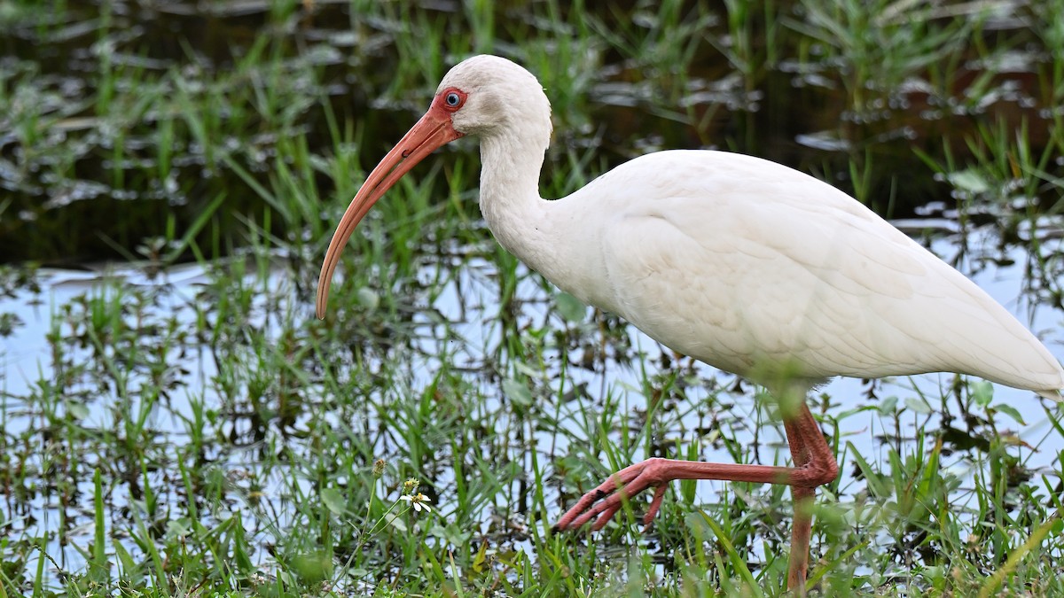 ibis bílý - ML646848443