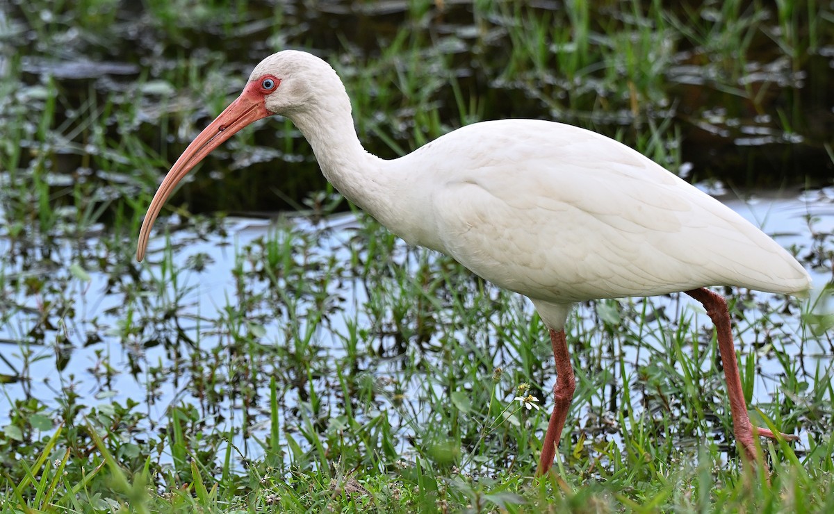 ibis bílý - ML646848446