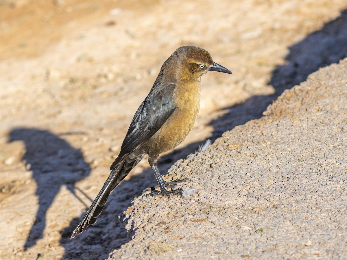 Great-tailed Grackle - ML646848450