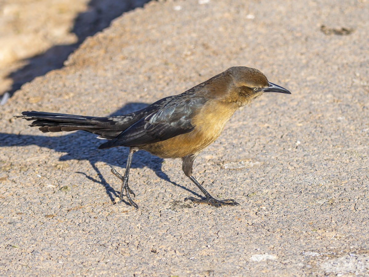 Great-tailed Grackle - ML646848451