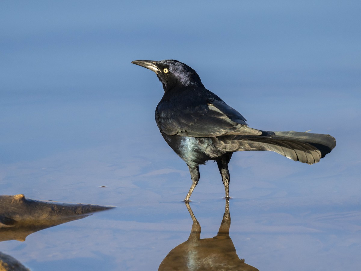 Great-tailed Grackle - ML646848452