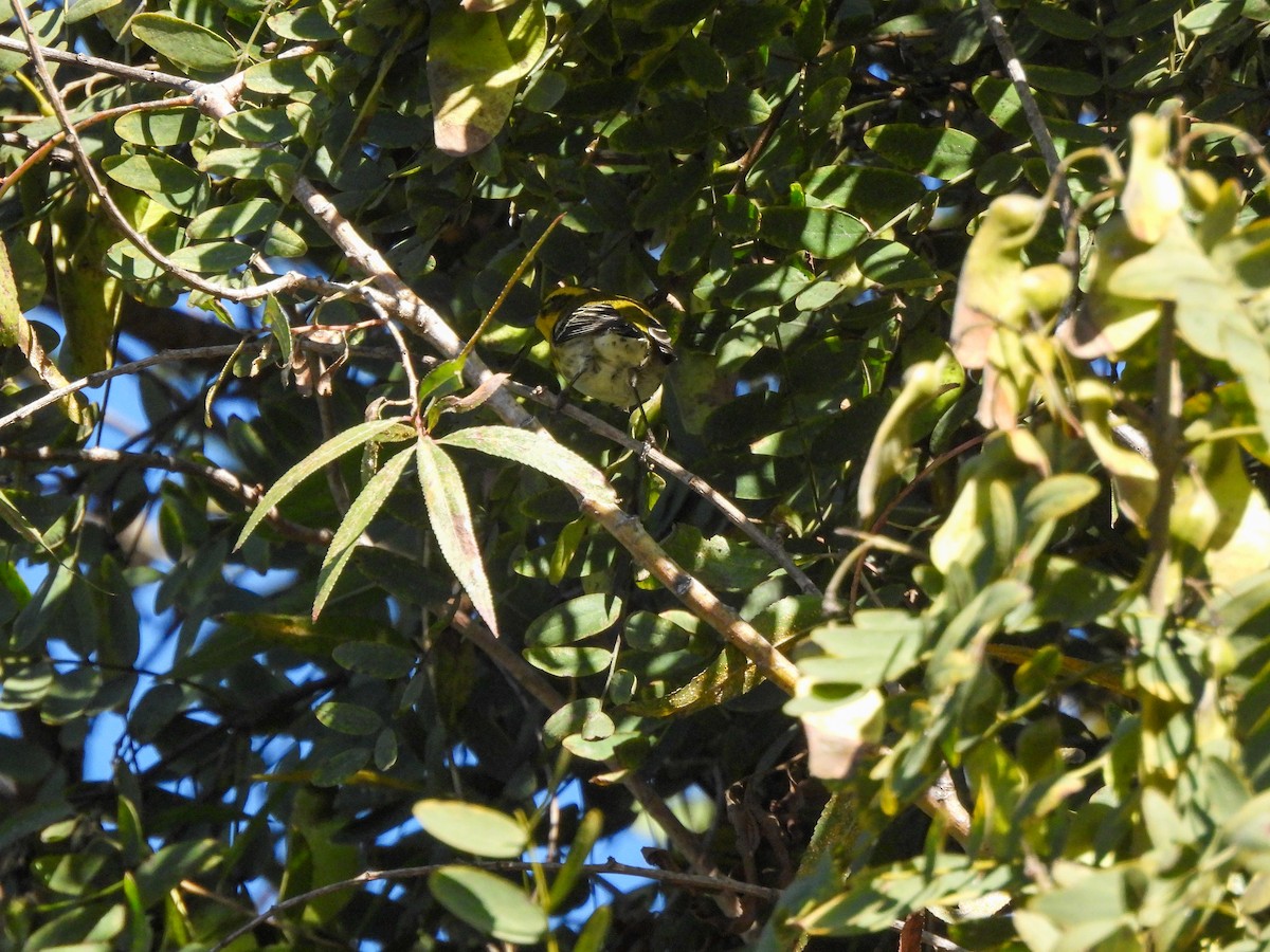 Townsend's Warbler - ML646848457