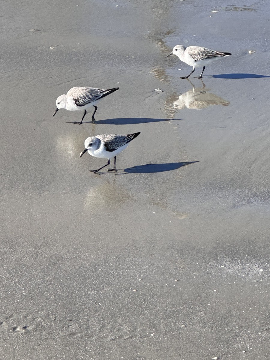 Sanderling - ML646848458