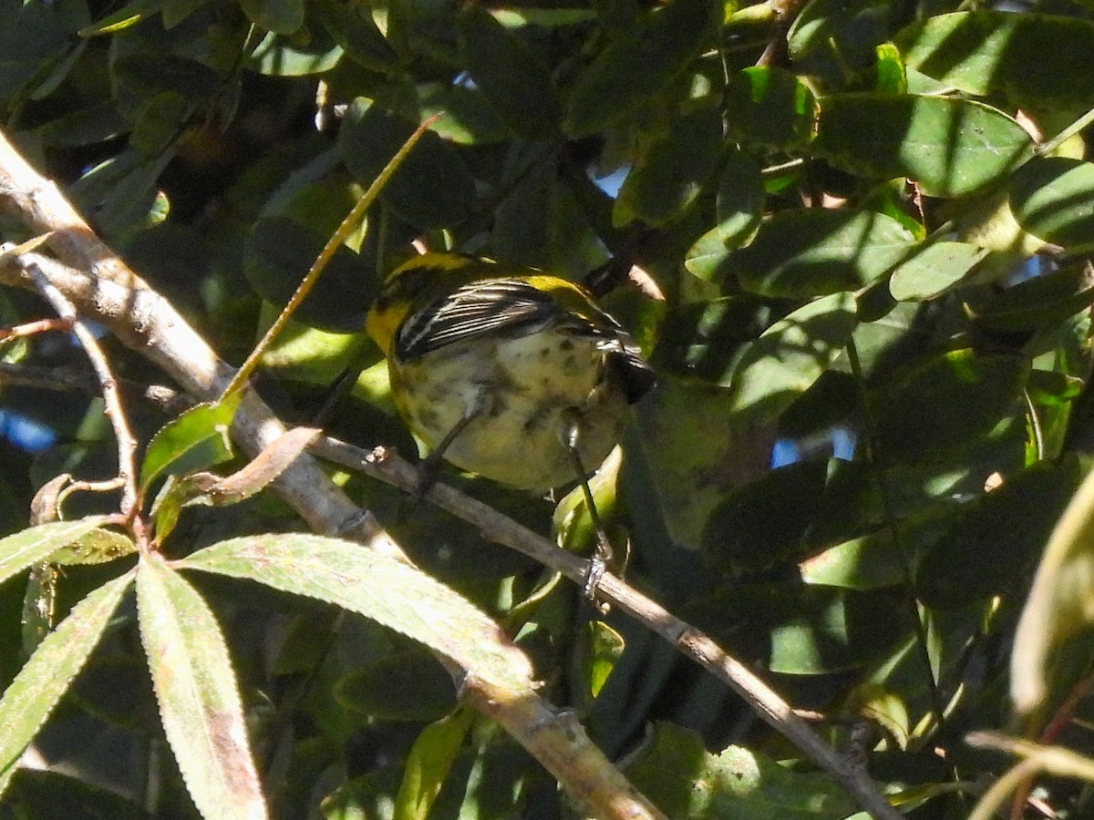 Townsend's Warbler - ML646848459