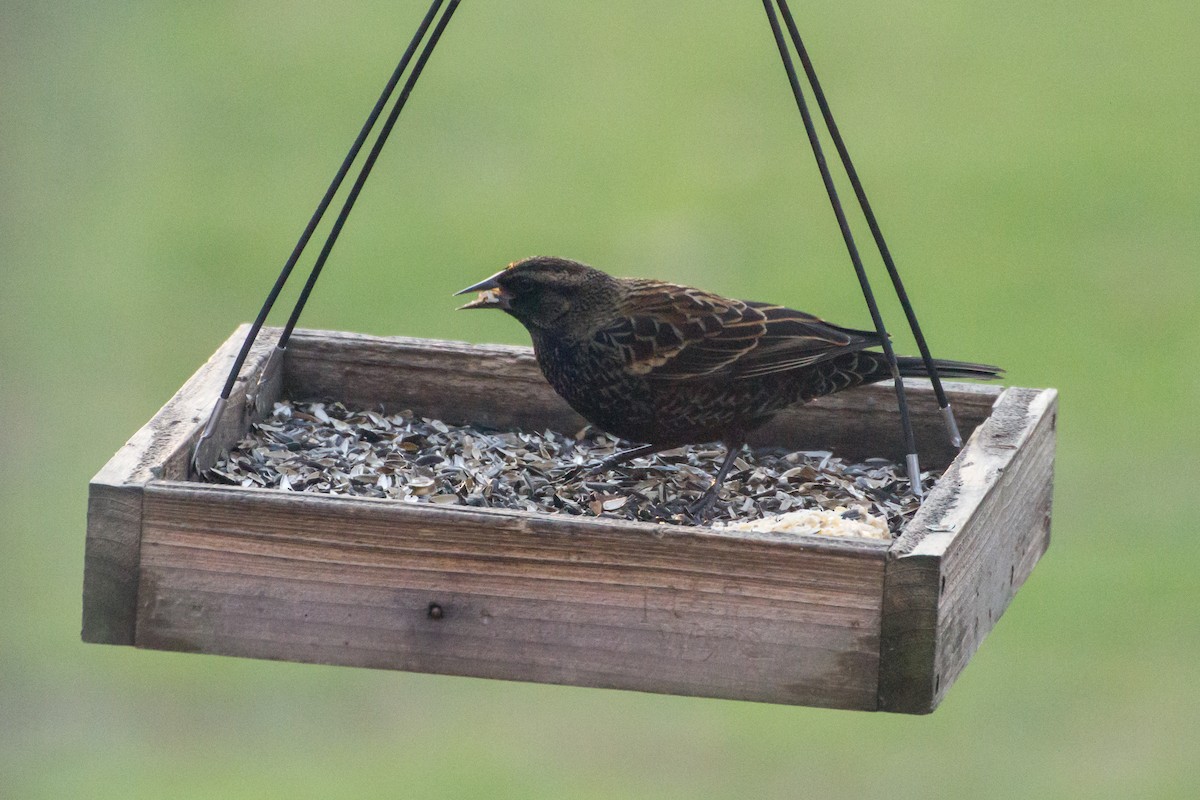 Красноплечий трупиал - ML646848461