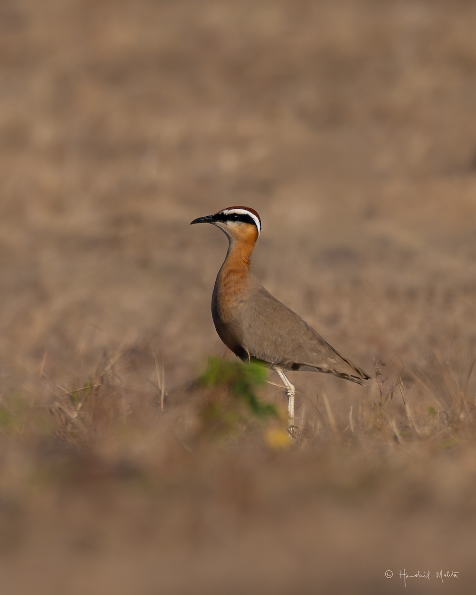 Indian Courser - ML646848462