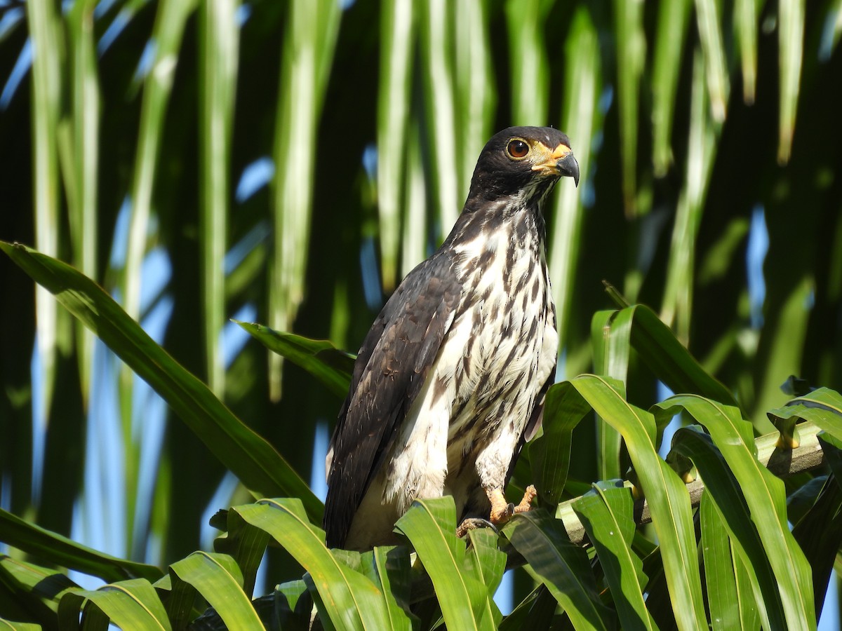 Cayenneweih - ML646848463