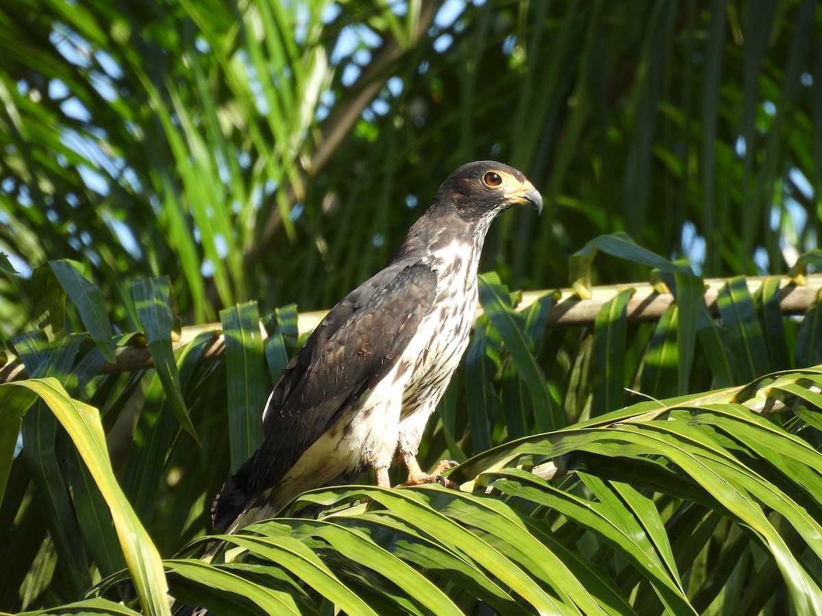 Cayenneweih - ML646848464