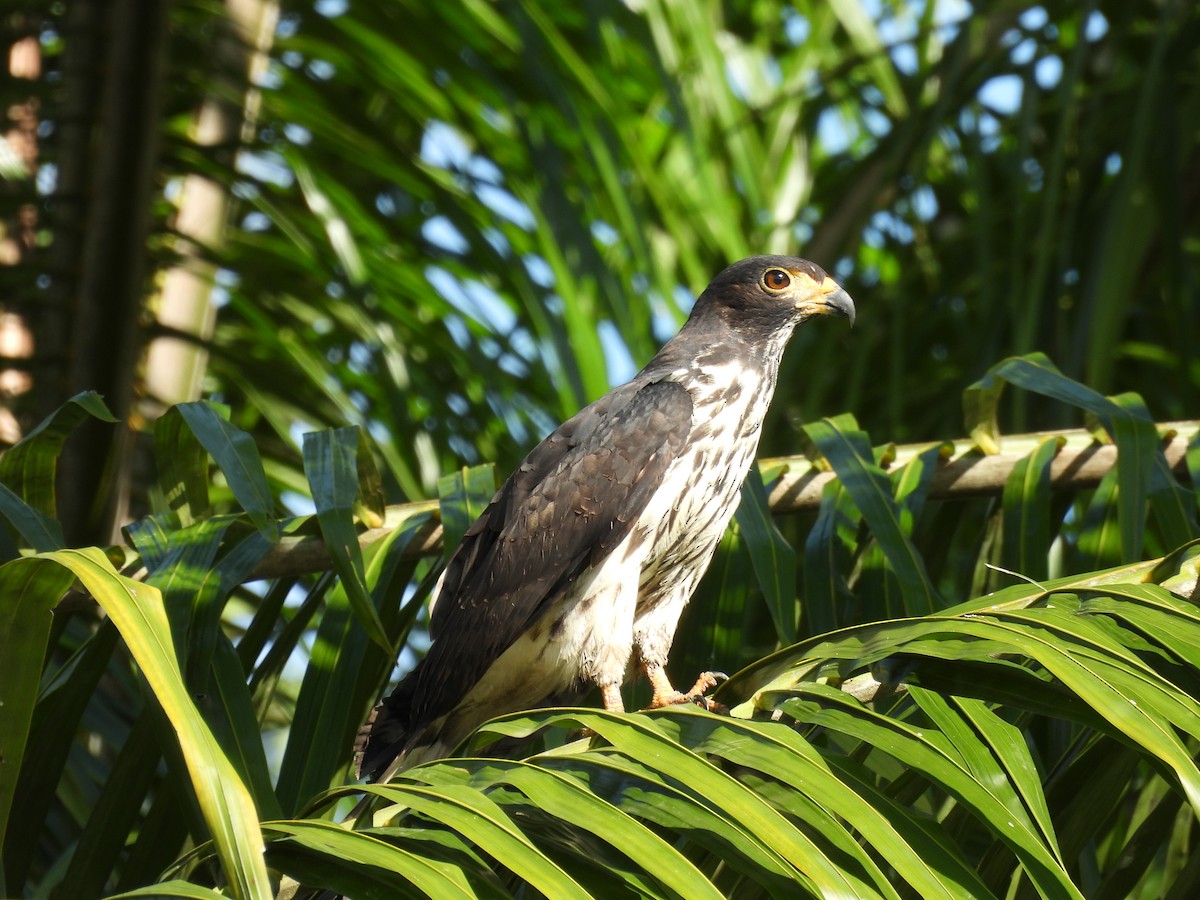 Cayenneweih - ML646848465