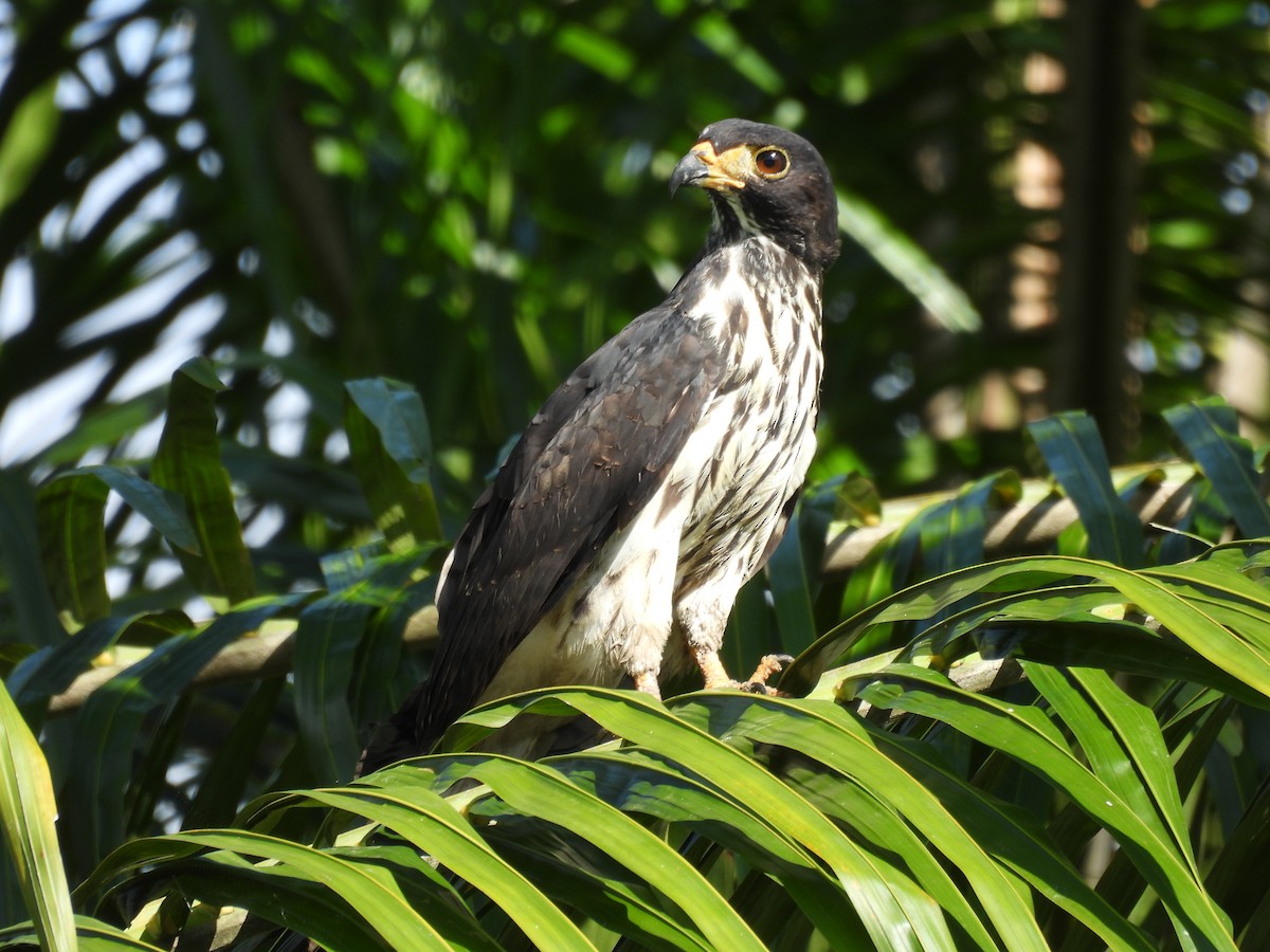 Cayenneweih - ML646848466