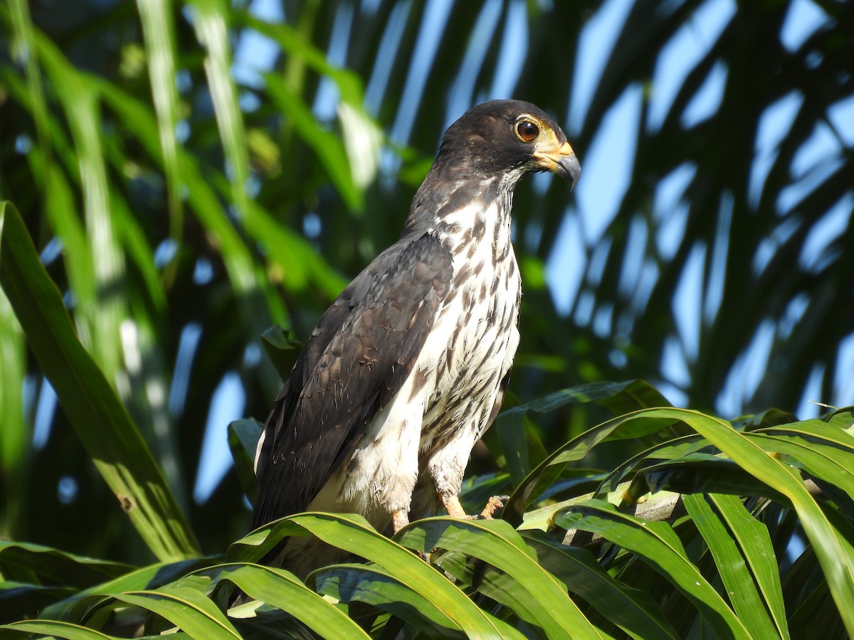 Cayenneweih - ML646848467