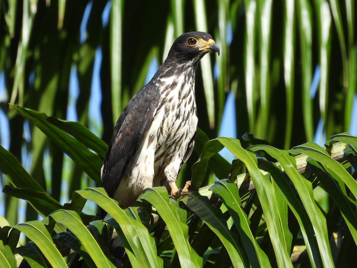 Cayenneweih - ML646848468