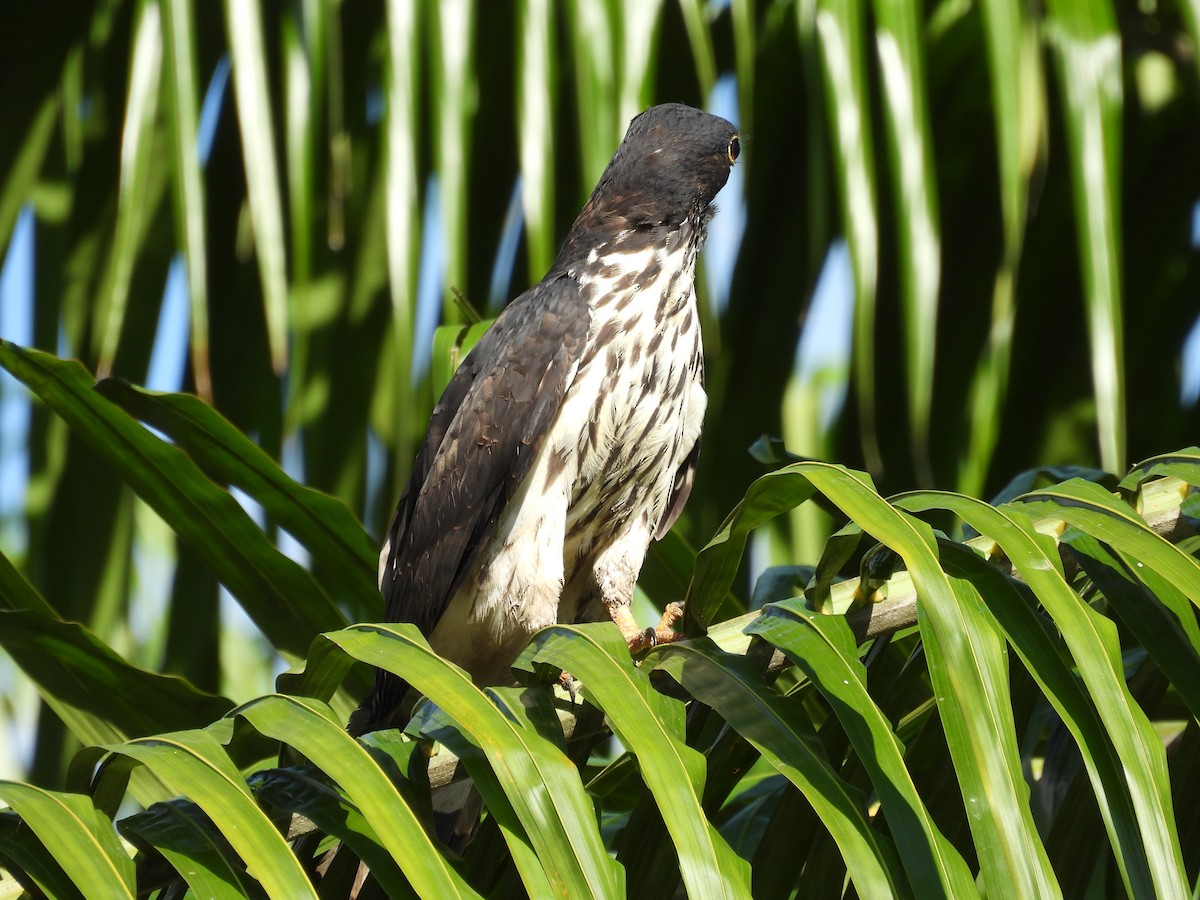 Cayenneweih - ML646848469