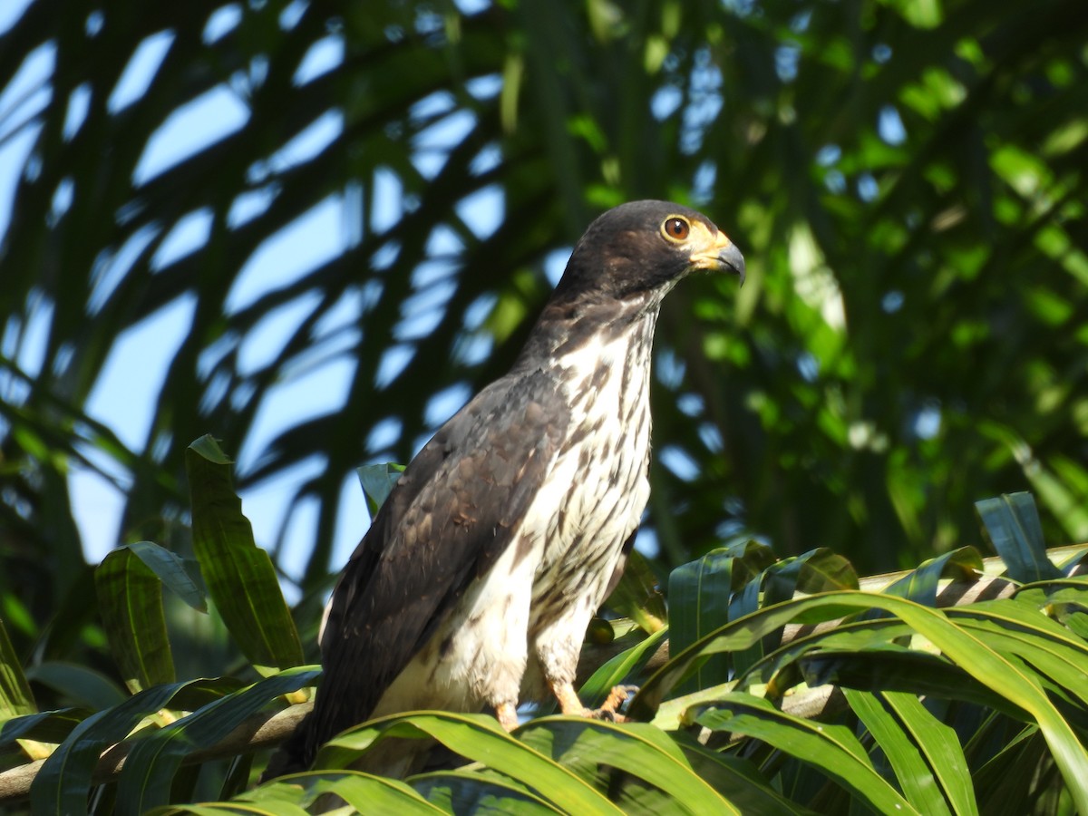 Cayenneweih - ML646848470