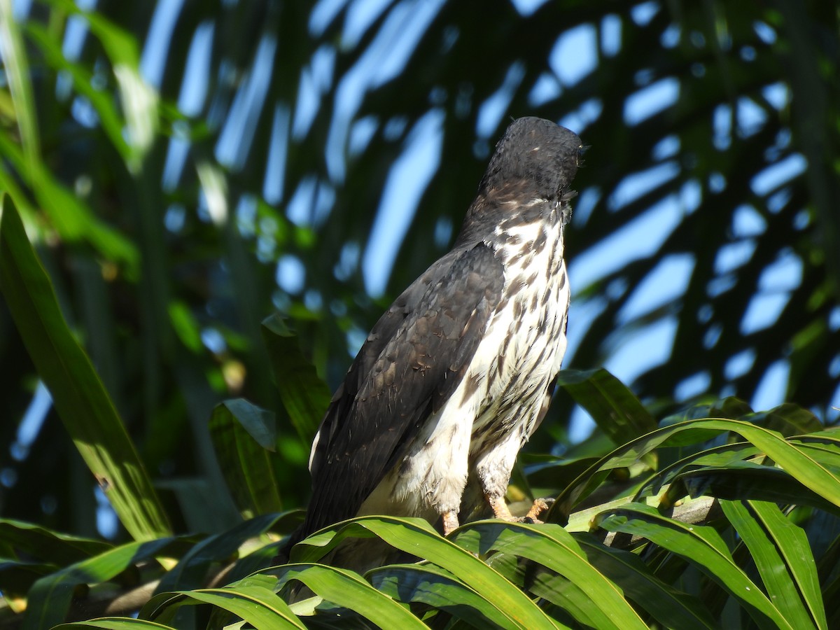 Cayenneweih - ML646848471