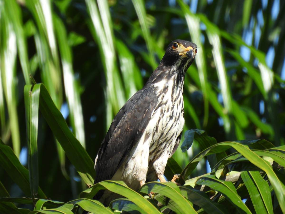 Cayenneweih - ML646848472