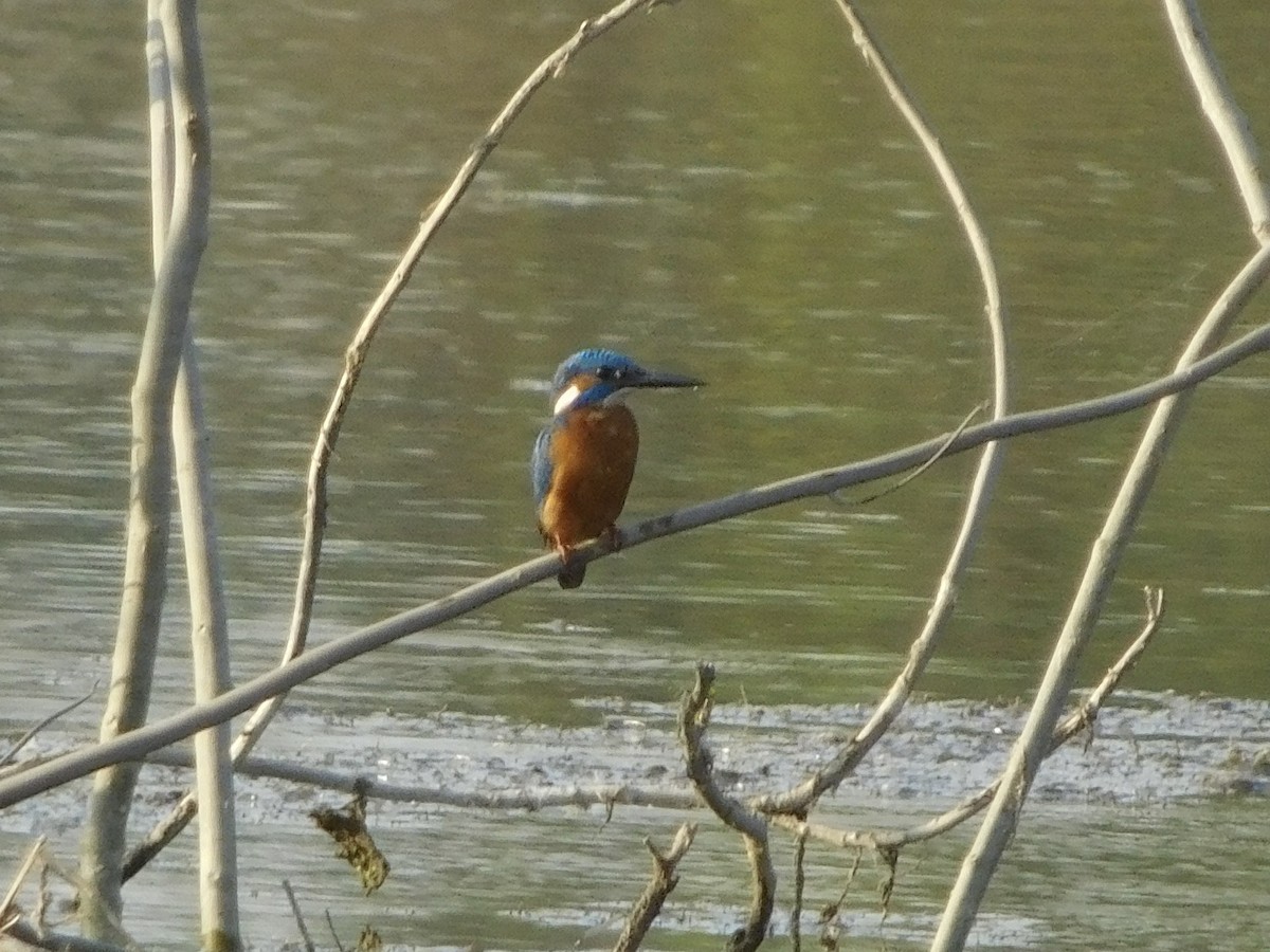 Common Kingfisher - ML646848473