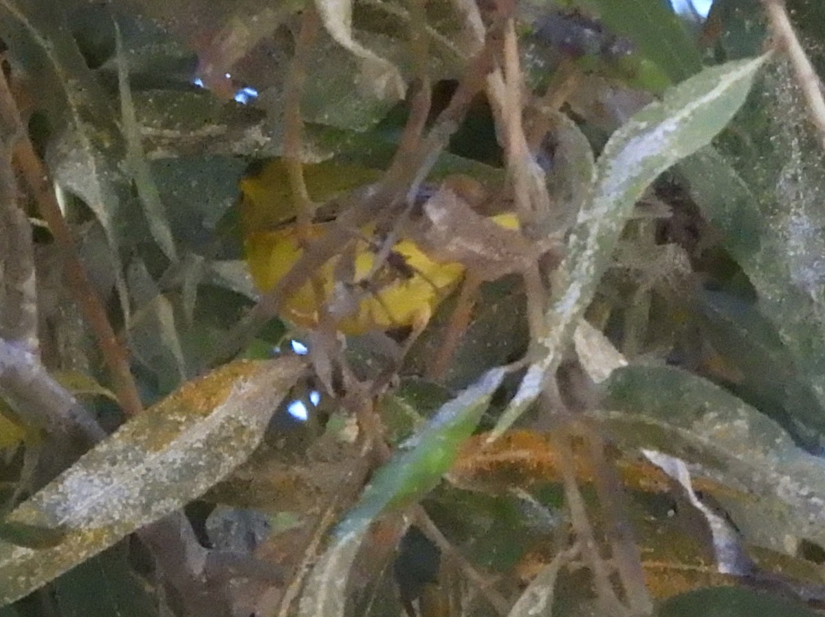 Wilson's Warbler - ML646848474