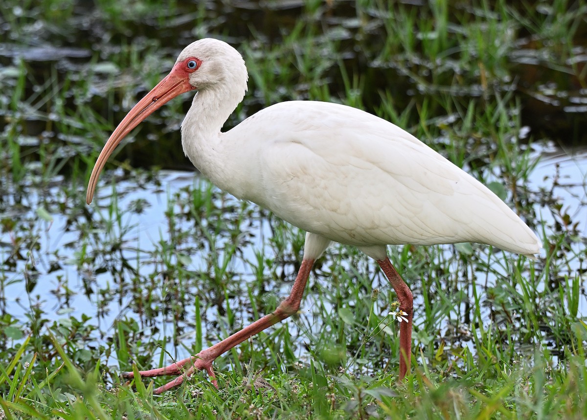 ibis bílý - ML646848475