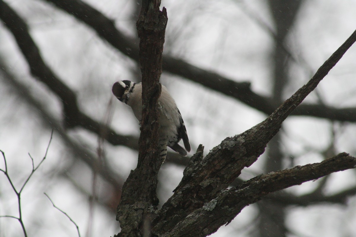 Downy Woodpecker - ML646848477
