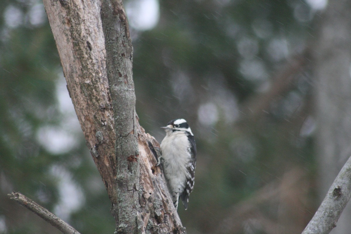Downy Woodpecker - ML646848478