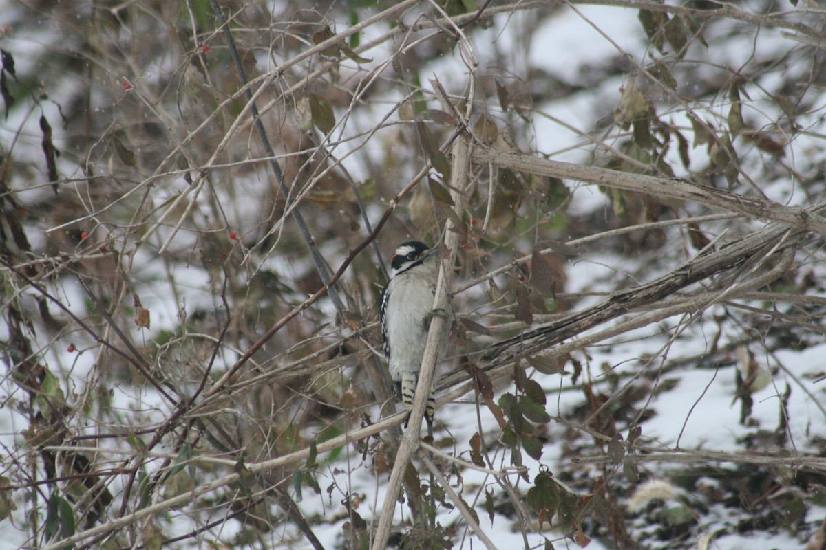 Downy Woodpecker - ML646848479