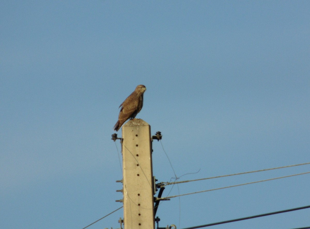 Ойн сар - ML646848480