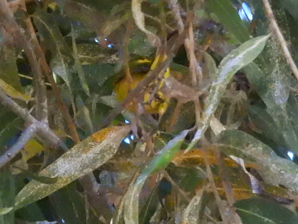 Wilson's Warbler - ML646848481