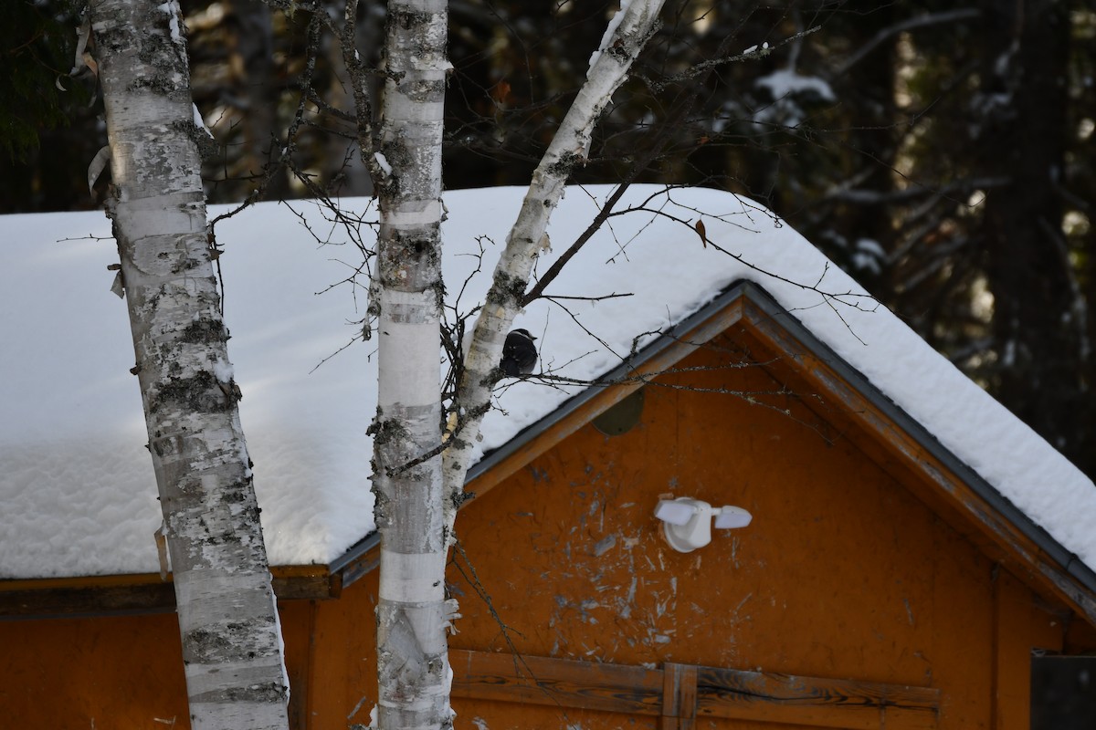 Canada Jay - ML646848482